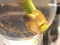 mr mustard the betta 002 mr mustard the betta 002