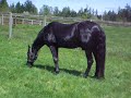 Winston's Night Hawk age 33