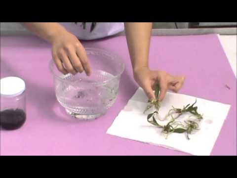 how to transplant vanda orchids