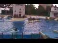 SEAWORLD FLORIDA PART 2 DOLPHIN SHOW 