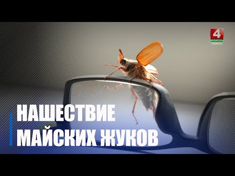 Гомель переживает настоящее нашествие майских жуков видео