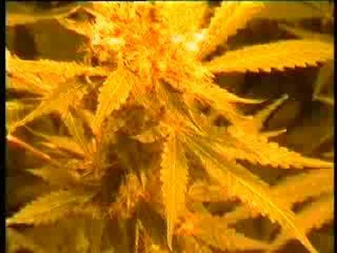 how to grow wss skunk feminized
