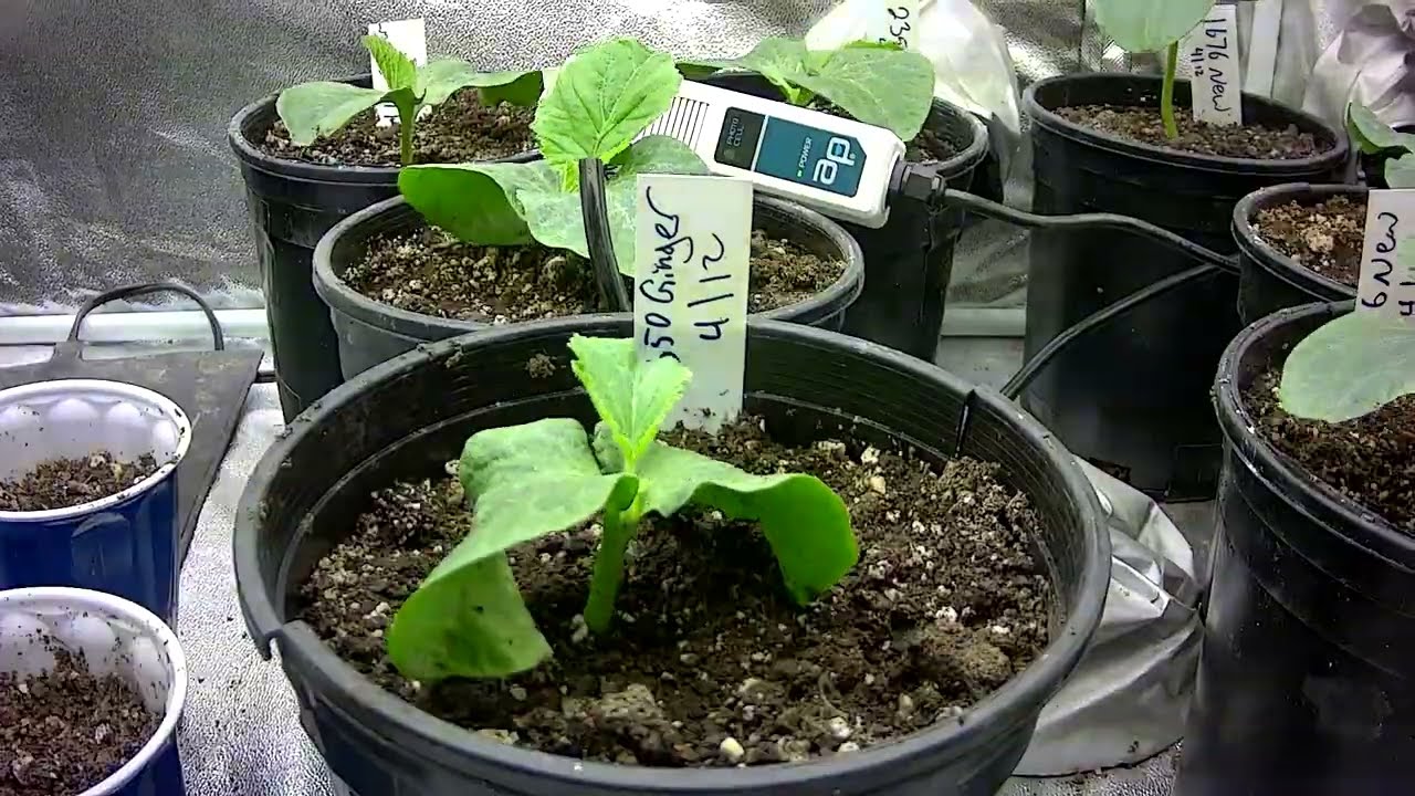 1 Week Giant Pumpkin Time lapse