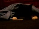 feige katze...! feige katze...!