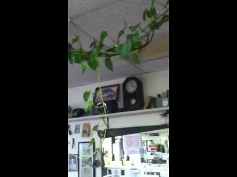 how to transplant ivy plants