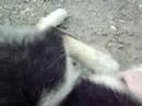 husky being scratched