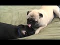 Sheba the Hug Pug and Rio Bravo Playing 1
