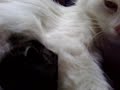 Sn�hvit