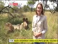 The big cats treat him like one of the pride