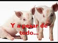 sarita colonia: escuela de combistas