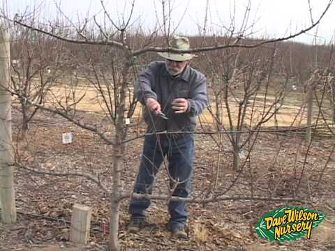 how to espalier an apple tree