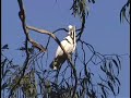 Cacatua spicca il volo