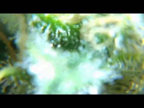 how to harvest by trichomes