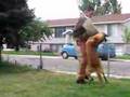 Pastor Belga Malinois video