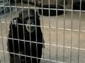 videos de Tobu-Dobutsu-koen (5 of 11)