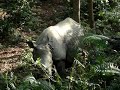 Rhino at Chitwan