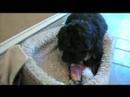 Maple and Sami Eat a Pig's Ear