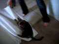 My Bengal Cat towel surfing