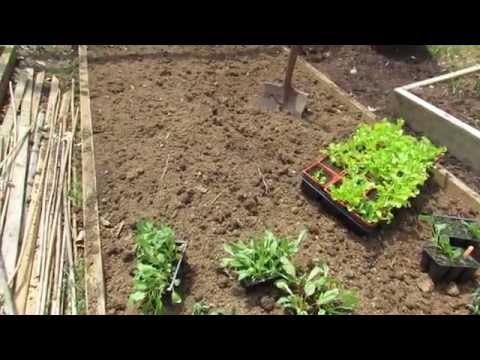how to transplant arugula