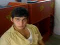 amata cefe