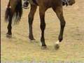 jumpstyle a cheval