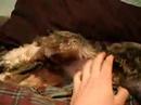 My dog thor playing air guitar :)