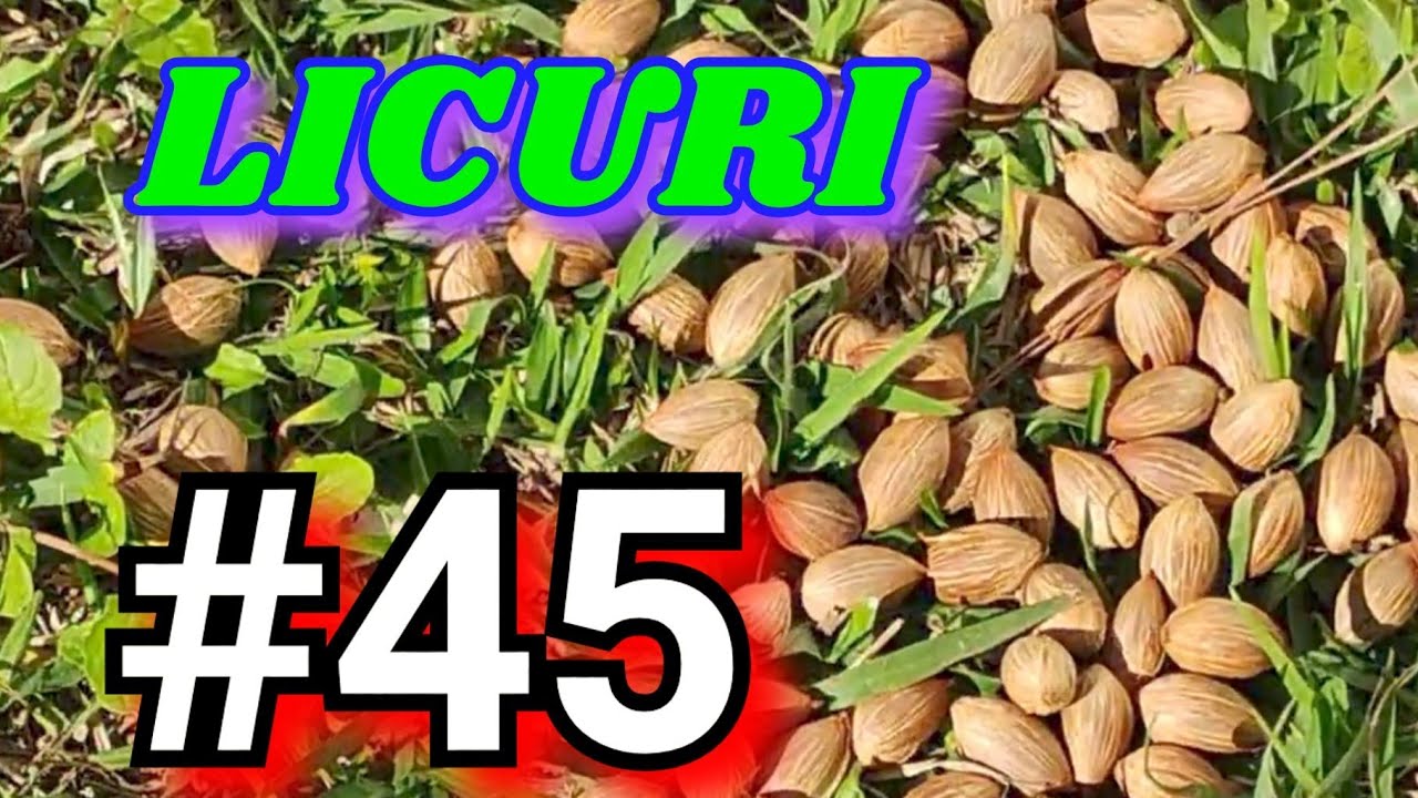 Amêndoa Seca ) Coqueiro Licuri| Atualização Ձ૦Ձ6