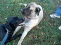 Rosie makes friends at the dog park