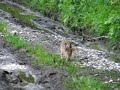 Zajac po?n� Lepus europaeus