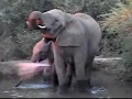 Baby elephants enjoy the pond