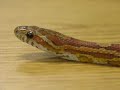 Herpetology 2