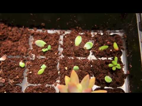 how to plant succulent leaves