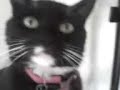 Rex chat Flic