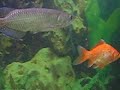 Goldfish Chases Arowana around the tank.