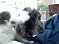 Jack Russel washing a cocker spaniel