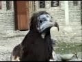 Hawkman of the Himalayas