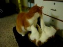 Cat Flights2