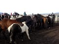 H�stinsamling 07