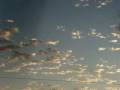 videos de Ufo or Not a plane.MPG
