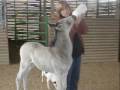 Help save orphan foals and bereaved mares - watch this video