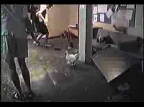 Ultimate College Prank - The Chicken Video