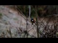 Видеообзор Pentax SMC DA 55-300mm f/4.0-5.8ED