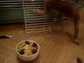 Slow loris Paramoshka
