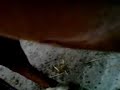 Foal is kicking