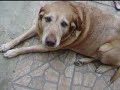 DIA DE C�O II.MOV