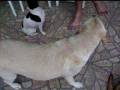 videos de DIA DE CÃO II.MOV