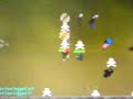 COLI S FUNNY PKING COLI S FUNNY PKING