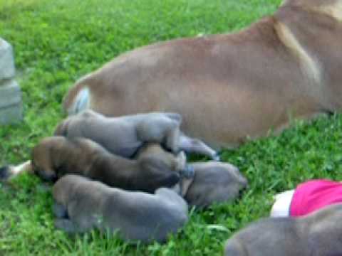 boerboel