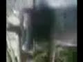 sarı öküz