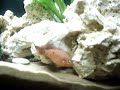 Rode Acara / Hemichromis bimaculatus